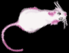 weiße Maus